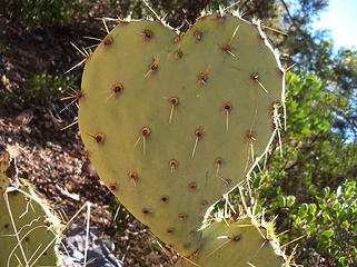 Prickly heart