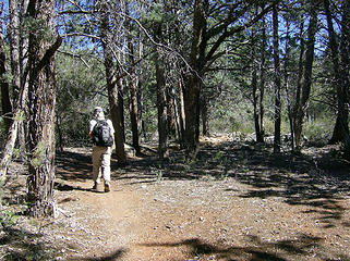Heading through the cypress trees