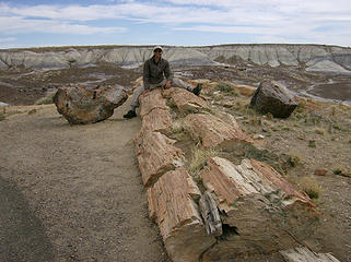 MM & his big log