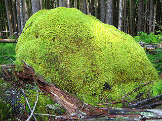moss covered rock