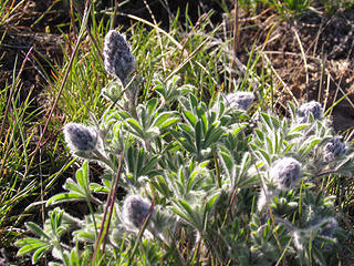 i don't remember lupine being this fuzzy, but maybe i've never seen it at this stage?