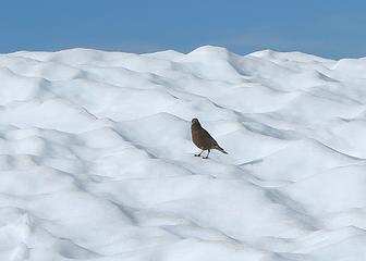 Rosy finch on the Challenger Glacier