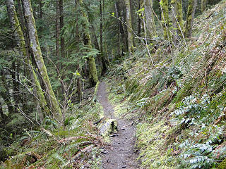 Tiger Mountain trail.