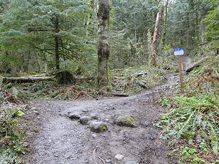 Tiber Mountain trail crosses the cable line trail.