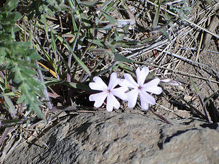 Another flower on Yakima Skyline trail.