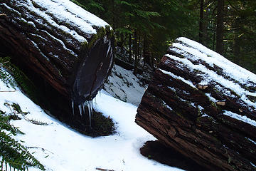 Large cut log wth icicles c1.35mi,2967ft