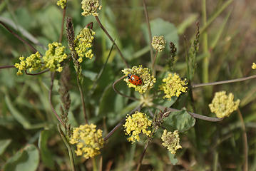 Ladybug on desert parsley