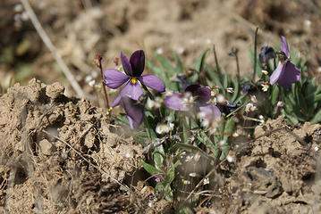 Desert violets