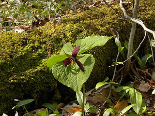 trillium nearing end of blooming