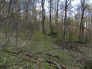 typical forest scene with leaves off trees on Allegheny Trail on Shavers Mountain