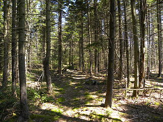 red spruce on Allegheny Trail on Shavers Mountain