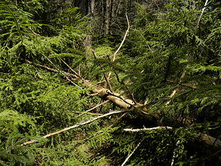 red spruce blowdown over Allegheny Trail south of Wildell Shelter
