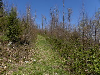 grassy skid road in clearcut west of Wildell.  Allegheny Trail