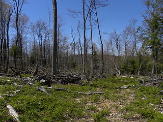 timbered area on private land west of Wildell, WV