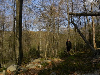 High Falls Trail west of the Allegheny Trail
