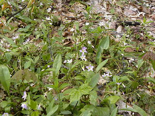 wildflowers on Allegheny Trail