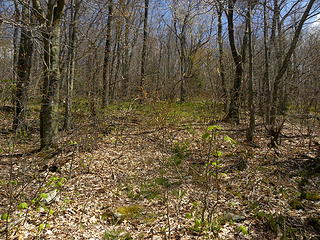 very faint, sometimes non-existent Allegheny Trail on Shavers Mountain from Gaudineer Knob to High Falls