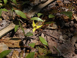 a lily on Allegheny Trail on Shavers Mountain