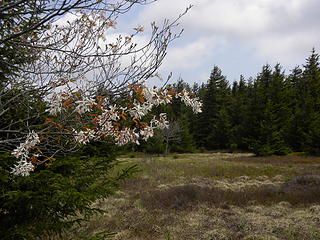 cherry blossoms on Huckleberry Trail near Spruce Knob