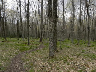 northern hardwood forest on Lumberjack Trail