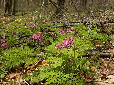 bleeding hearts on the soggy, north end of the Lumberjack Trail