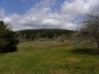 old pasture and orchard trees at north end of Lumberjack Trail where it meets High Meadows Trail