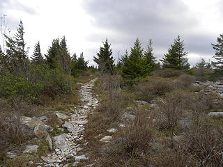 high country on Huckleberry Trail north of Spruce Knob