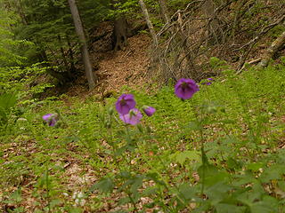 wildflowers on Laurel Fork South Wilderness Area