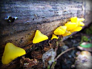 Witches Butter.