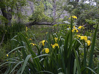 yellow irises in Yellow Swamp