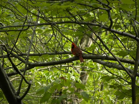 cardinal off turkey neck trail in westmoreland state park virginia