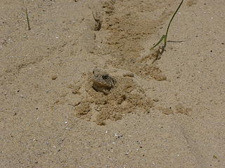 frog hiding in sand at George Washington's Birthplace Monument beach