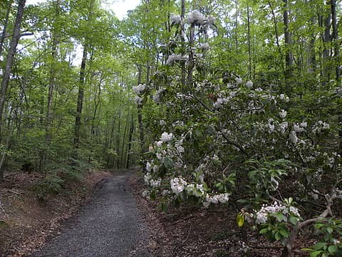 mountain laurel on the coastal plain Northern Neck of Virginia in Westmoreland State Park's Turkey Neck Trail