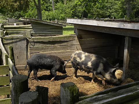 pigs at George Washington's Birthplace National Monument
