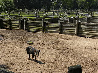 pig at George Washington's Birthplace National Monument