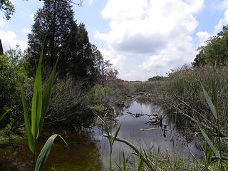 swamp that drains into George Washington's Birthplace Monument beach