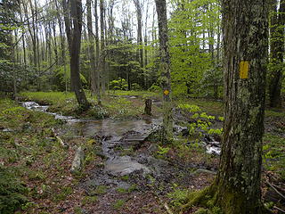soggy, flooded Allegheny Trail in Canaan Valley State Park