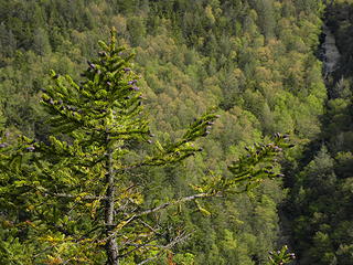 balsam fir in Blackwater Canyon