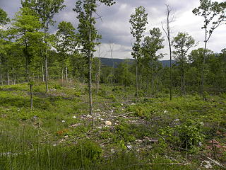 recent shelterwood cut south of Wolf Gap on FR 94
