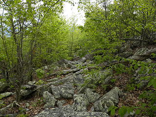 rocky trail to south of Tibbett Knob.  Now that's a trail!