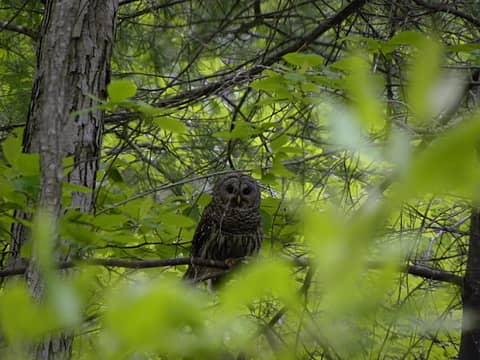 barred owl (?) near Trout Pond