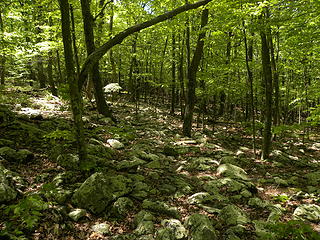 rocky part of Crack Whip Furnace Trail
