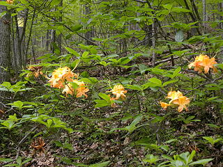 azaleas on Allegheny Trail / Greenbrier River Trail