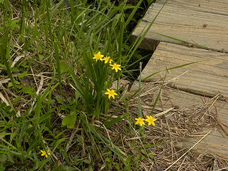 wildflowers on Braley Pond