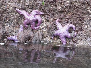Purple starfish