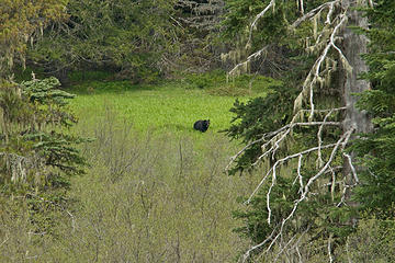 Black Bear at Heather Meadows