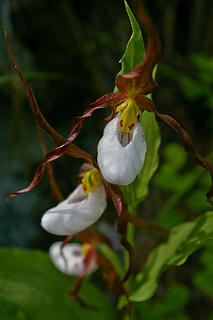Ladyslippers1