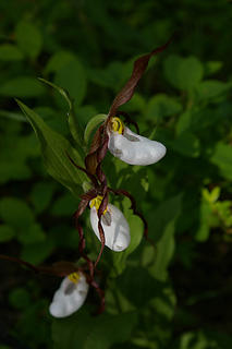 Ladyslippers2