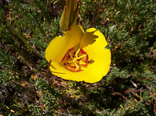 Nice yellow flower.