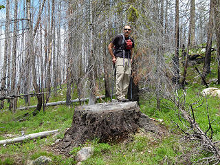 Steve on top of a big stump.